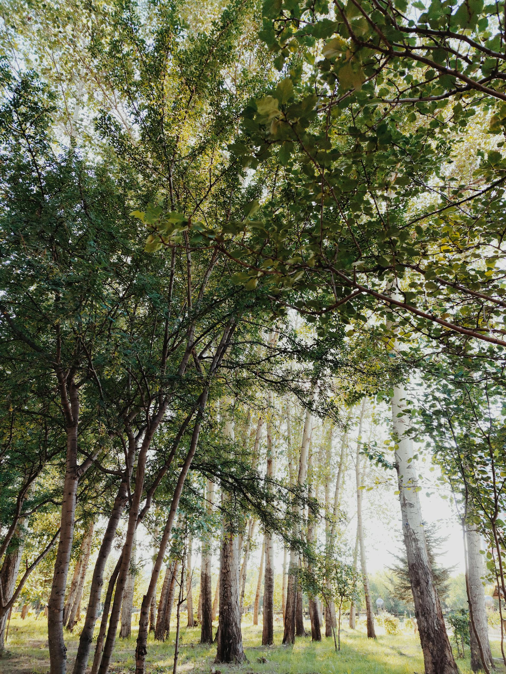 Tranquil forest scene with sunlight filtering through lush green trees, creating a serene atmosphere.